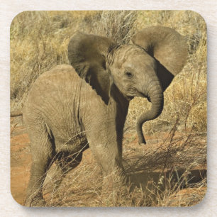 Baby Afrikanischer Elefant, Loxodonta Africana, Getränkeuntersetzer