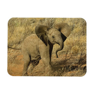 Baby Afrikanischer Elefant, Loxodonta Africana, Magnet