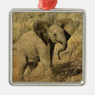 Baby Afrikanischer Elefant, Loxodonta Africana, Silbernes Ornament