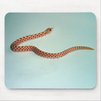 Baby-Albino Hognose Schlange Mousepad