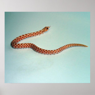 Baby-Albino Hognose Schlange Plakat/Pring Poster
