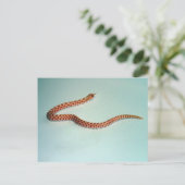 Baby Albino Hognose Schlangenkarte Postkarte (Stehend Vorderseite)