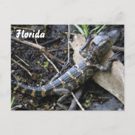 Baby Alligator in Florida Postkarte