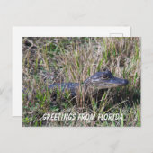 Baby Alligator Niedlich Nature Florida Personalize Postkarte (Vorne/Hinten)