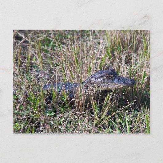 Baby Alligator Niedlich Nature Florida Postkarte (Vorderseite)