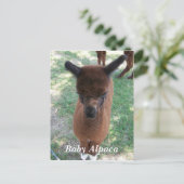 Baby Alpaca Gena Postkarte (Stehend Vorderseite)