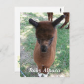 Baby Alpaca Gena Postkarte (Vorne/Hinten)