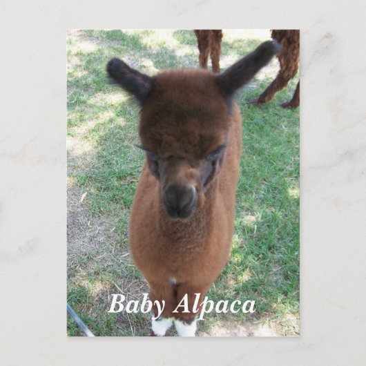 Baby Alpaca Gena Postkarte (Vorderseite)