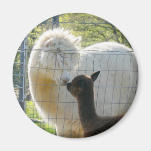 Baby Alpaca Kiss Magnet