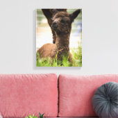 Baby Alpaca Leinwand (Insitu (Wohnzimmer))