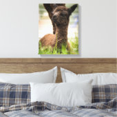 Baby Alpaca Leinwand (Insitu (Schlafzimmer))
