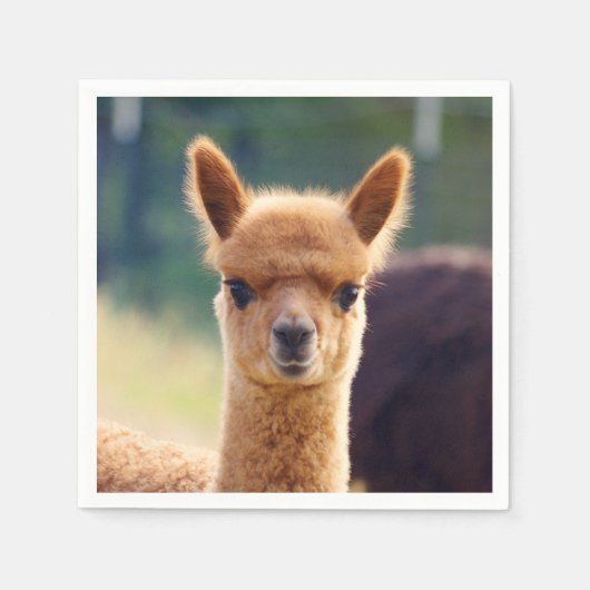 Baby Alpaca Standard Cocktail Napkin Serviette (Vorderseite)