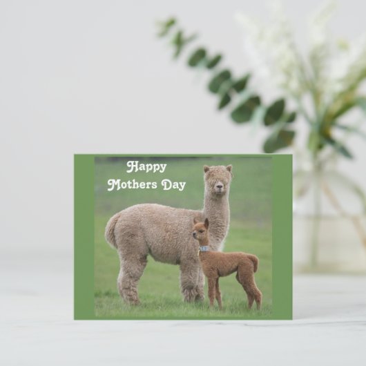 Baby Alpaca und Mutter im Feld Postkarte (Stehend Vorderseite)