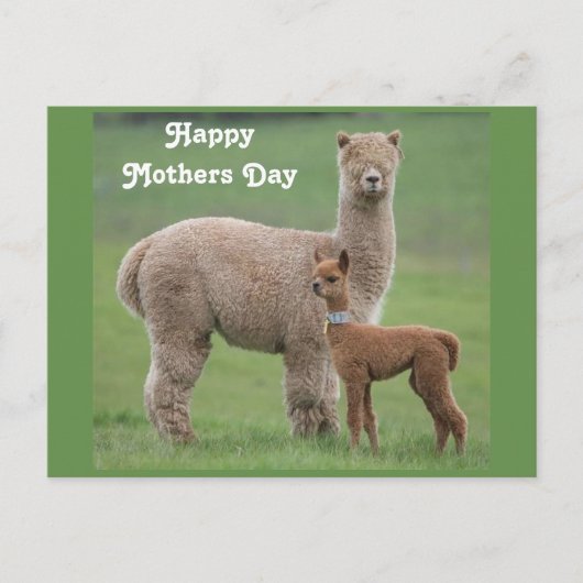 Baby Alpaca und Mutter im Feld Postkarte (Vorderseite)