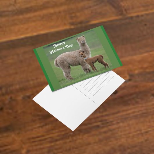 Baby Alpaca und Mutter im Feld Postkarte