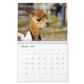 Baby Alpaka Kalender 2020 (Feb 2027)