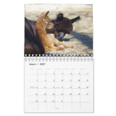 Baby Alpaka Kalender 2020 (Mär 2027)