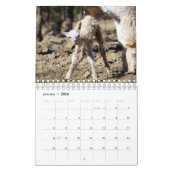 Baby Alpaka Kalender 2020 (Jan 2026)