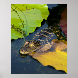 Baby American Alligator - Wildlife Fotografy Poster