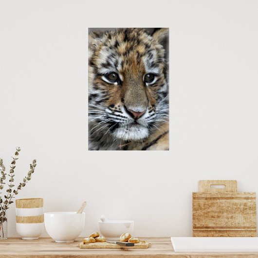 Baby Amur Tiger Cub Portrait Poster (Küche)