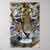 Baby Amur Tiger Cub Portrait Poster (Vorne)