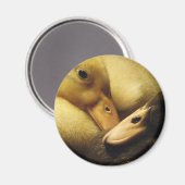 Baby Ancona Ducks Ducklings Animals Magnet (Vorderseite/Rückseite)