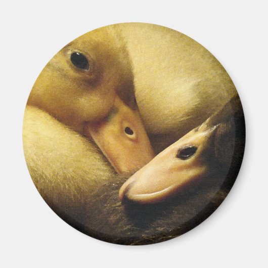 Baby Ancona Ducks Ducklings Animals Magnet (Vorne)