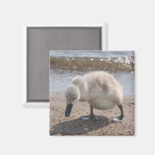 Baby Animal Swan Magnet (Vorderseite/Rückseite)