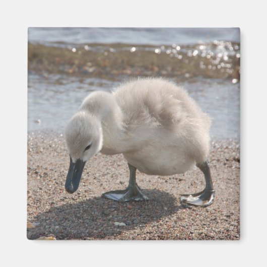 Baby Animal Swan Magnet (Vorne)