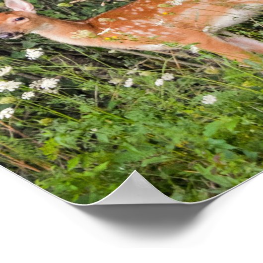 Baby Animals Fawn Deer Poster (Ecke)