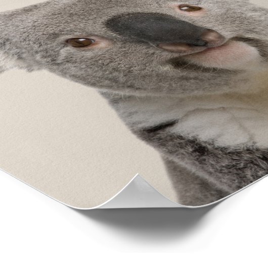 Baby Animals Kinderzimmer Poster - Koala (Ecke)