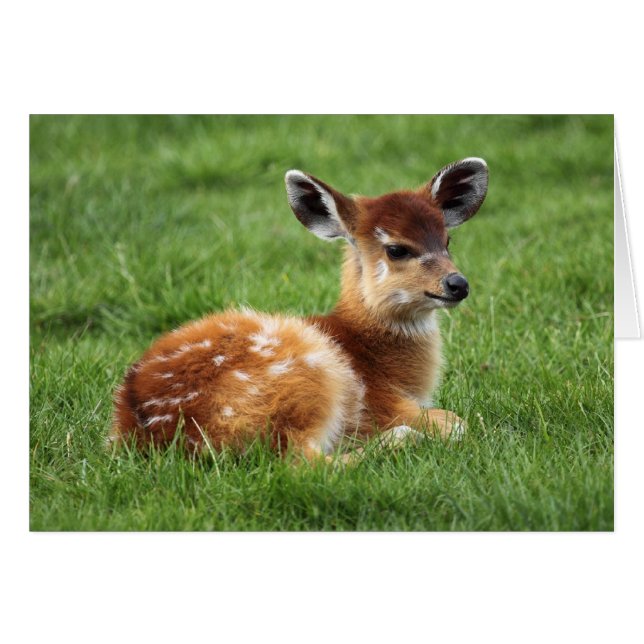 Baby Antelope (Vorderseite (Horizontal))