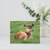 Baby Antelope Postkarte (Stehend Vorderseite)
