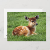 Baby Antelope Postkarte (Vorne/Hinten)