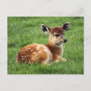 Baby Antelope Postkarte