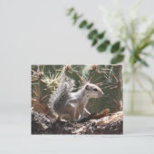 Baby Antelope Squirrel Postcard Postkarte (Stehend Vorderseite)
