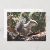 Baby Antelope Squirrel Postcard Postkarte (Vorne/Hinten)