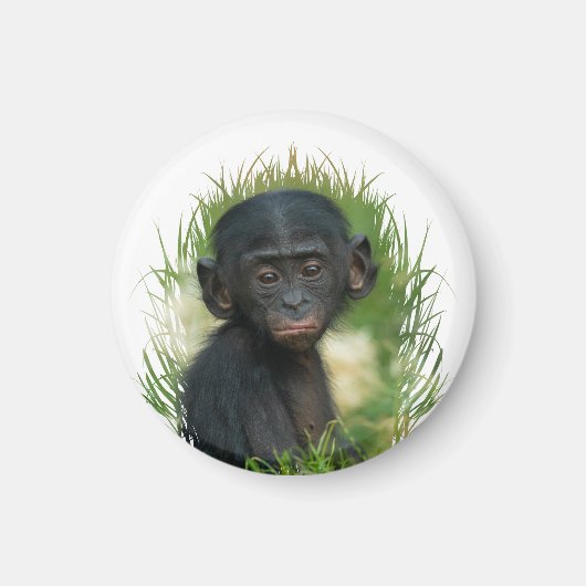 Baby Ape im Gras Magnet (Vorne)