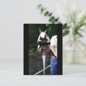 Baby Armadillo Postkarte (Stehend Vorderseite)