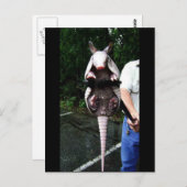 Baby Armadillo Postkarte (Vorne/Hinten)