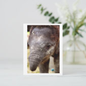 Baby Asian Elephant_03 Postkarte (Stehend Vorderseite)