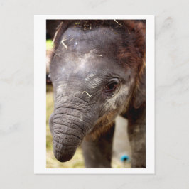 Baby Asian Elephant_03 Postkarte