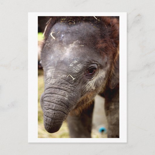 Baby Asian Elephant_03 Postkarte (Vorderseite)