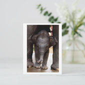 Baby Asian Elephant Postkarte (Stehend Vorderseite)