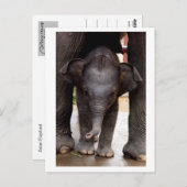 Baby Asian Elephant Postkarte (Vorne/Hinten)