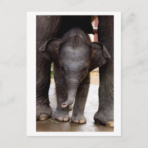 Baby Asian Elephant Postkarte