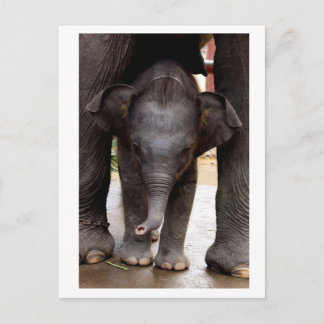 Baby Asian Elephant Postkarte