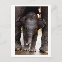 Baby Asian Elephant Postkarte