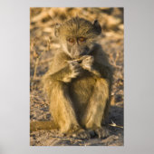 Baby Baboon Monkey Africa sitzend Poster (Vorne)
