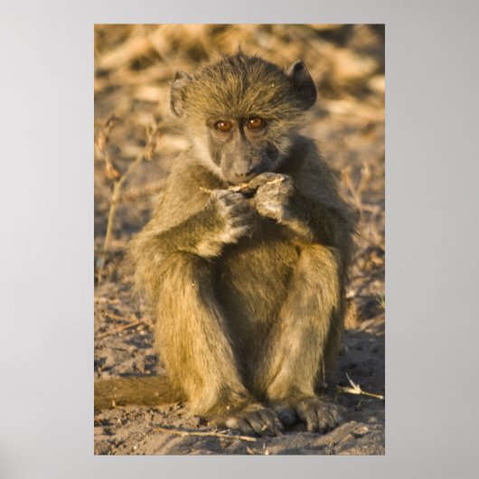 Baby Baboon Monkey Africa sitzend Poster (Vorne)